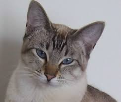 Very often you will find even experienced siamese breeders confuse the. Snow Tiger Siamese Cats Pretty Cats Siamese Cats Facts Kittens