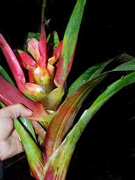 Image result for Blumea squarrosa