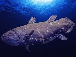 10 Animals We Thought Were Extinct But Actually Aren T