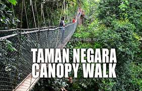 Find a selection of taman negara tour travel to cameron highlands, pahang, for a cool. Canopy Walk In Taman Negara Travel Food Lifestyle Blog