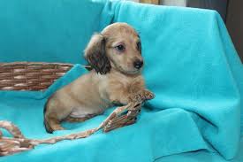 Robeson county, saint pauls, nc id: Akc Miniature Dachshund Puppies For Sale Texas Country Dachshunds