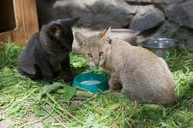 v novosibirskom zooparke dve koshki vykormili kotyat servala karakala i lesnogo kota fotorelax serval kotyata karakal
