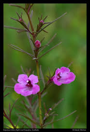 Image result for Sopubia ugandensis