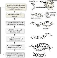 Schematic Flow Chart Depicts Complex Mrna Life Cycle In