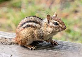 Chipmunks And Squirrels Chipmunks Nature Images Image