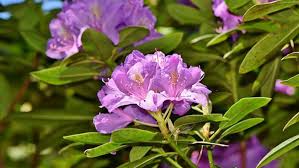 Straucher Fur Den Garten Diese Eignen Sich Focus De