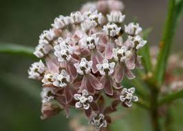 Narrow Leaved Milkweed Asclepias Fascicularis Asclepias Milkweed Trees To Plant