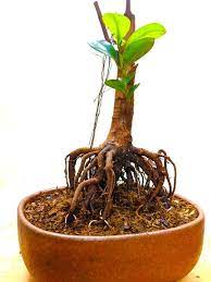 To avoid exposed roots from coming about, plant shade trees no closer than 6 feet (meters) from the pavements and sidewalks. Root Exposed Style Plants Plant Sprout Ficus Plant
