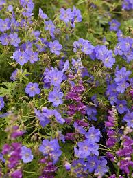 Image result for Geranium
