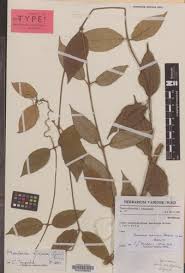 Image result for Saintpauliopsis lebrunii