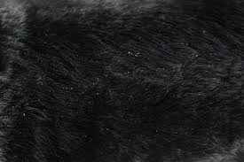 Image result for what do Cheyletiella look like in dog fur