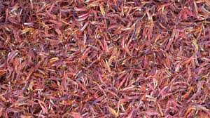 Image result for Commelina purpurea