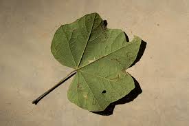 Image result for Thespesia garckeana