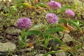 Image result for Dipcadi rigidifolium