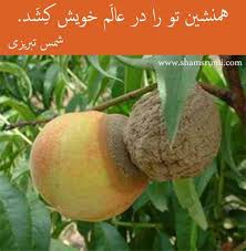 I began translating rumi in 1988, and publishing, sharing and performing his poetry in 1991. Ø¬Ù†Ø§Ø¨ Ø´Ù…Ø³ ØªØ¨Ø±ÛŒØ²ÛŒ Cool Words Persian Quotes Powerful Words