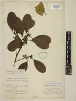 Image result for Manilkara obovata
