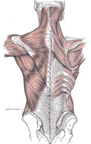 Use the mouse scroll wheel to move the images up and down alternatively use the tiny arrows (>>) on both side of the image to move the images. Thoracolumbar Fascia Wikipedia