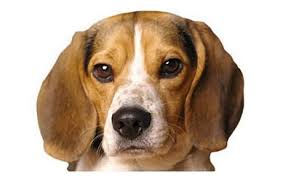 pocket beagle dog breed information pictures