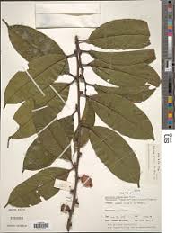 Image result for Diospyros gabunensis