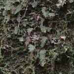 Image result for Hymenophyllum splendidum