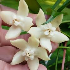 Image result for Hyparrhenia griffithii