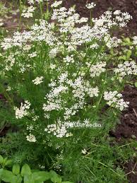 Image result for Coriandrum