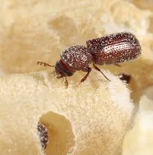 There are a variety of strategies for controlling infestations under different conditions and requirements Correct Fumigation Of Stored Grain A Priority Grdc