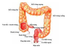Hầu hết dấu hiệu sớm của bệnh ung thư đại trực tràng đều không được chú ý nên rất nhiều trường hợp chẩn đoán bệnh ở giai đoạn muộn, không thể cứu chữa. Cach Phan Biá»‡t Ä'áº¡i Trang Va Trá»±c Trang