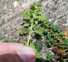 Image result for Dysphania pumilio