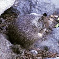 Discover how long california ground squirrel lives. California Ground Squirrel Spermophilus Beecheyi Yosemite National Download Scientific Diagram