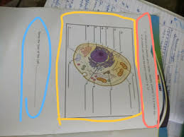 Maybe you would like to learn more about one of these? Label The Parts Od An Animal Cell Brainly In