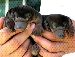 Pin On Exotic Pets