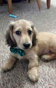We offer most colors and patterns: Long Haired Doxie For Sale Novocom Top