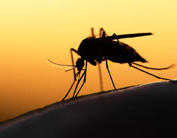 Yellow fever vaccine can be determined starting. Yellow Fever Vaccinations London Nationwide Citydoc