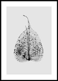 Black And White Art Prints Uk Black And White Posters Prints Desenio Co Uk Leaf Skeleton Black And White Leaves Black And White Posters