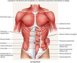 Spinous processes of the upper four thoracic and lower two cervical vertebrae. Image Result For Torso Anatomy Muscle Bone Abdominal Muscles Anatomy Human Body Muscles Muscle Diagram