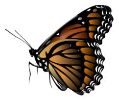 Check spelling or type a new query. Monarch Butterfly Free Vector Download It Now