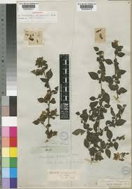 Image result for Sclerochiton vogelii