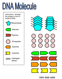 Dna - Build It
