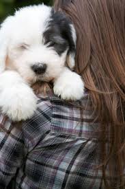 Top 10 Best Dog Breeds For A Family With Kids Top Inspired Best Dog Breeds Dogs And Kids Best Dogs For Kids