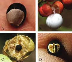 Image result for Haplocoelum inoploeum