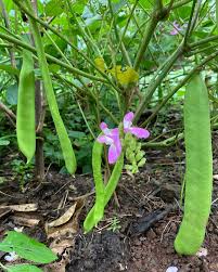 Image result for Canavalia gladiata