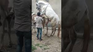 جنس تزاوج الخيل - نجومي