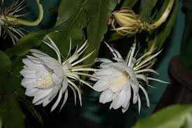 Pin On Glorious Flowers God S Loving Smile