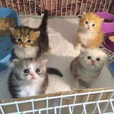 27 july 2012 at 2:46 pm. Yang Mana Paling Comel Kelab Pencinta Kucing Malaysia Facebook