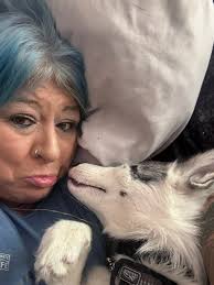 My local vixen. Hampshire