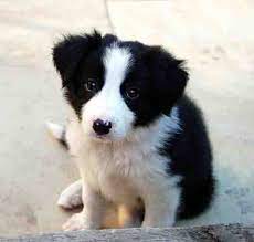 Pin By Schotse Collie Friends On Pets Collie Puppies Border Collie Puppies Healthiest Dog Breeds