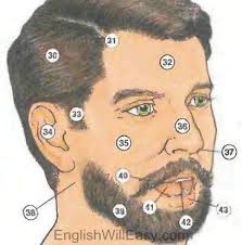 Learning parts of the face for kids in english. Pin On English Tools