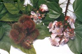 Image result for Bixa orellana