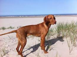 German shepherds and border collies can run up to 30 mph. The Top 10 Fastest Dog Breeds